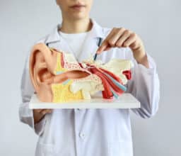 Doctor pointing at a model of an ear