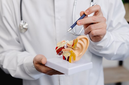 A doctor shows a mock-up of an ear and tells a patient about the structure of the ear, close-up.